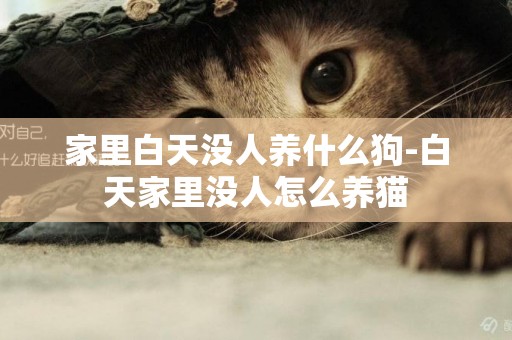 家里白天沒人養什么狗-白天家里沒人怎么養貓