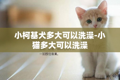 小柯基犬多大可以洗澡-小貓多大可以洗澡