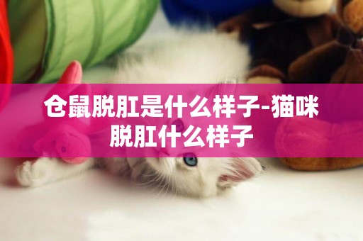 倉鼠脫肛是什么樣子-貓咪脫肛什么樣子
