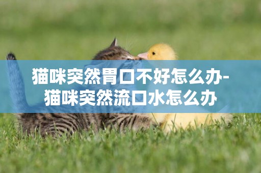 貓咪突然胃口不好怎么辦-貓咪突然流口水怎么辦