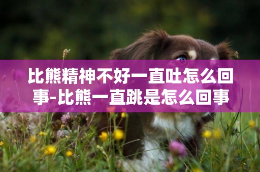 比熊精神不好一直吐怎么回事-比熊一直跳是怎么回事