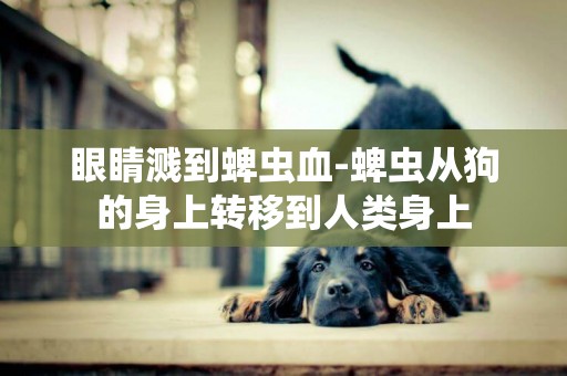 眼睛濺到蜱蟲血-蜱蟲從狗的身上轉移到人類身上