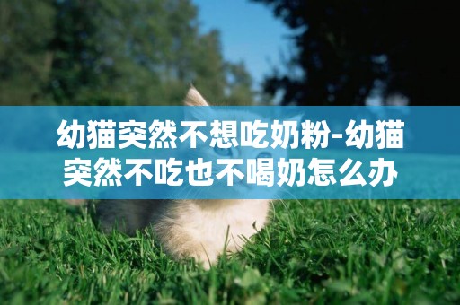 幼貓突然不想吃奶粉-幼貓突然不吃也不喝奶怎么辦