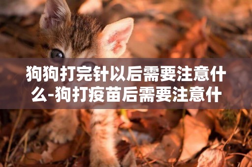 狗狗打完針以后需要注意什么-狗打疫苗后需要注意什么