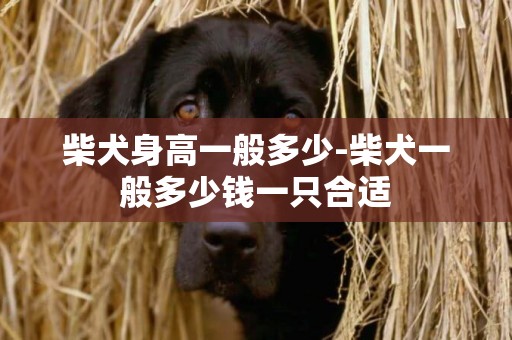 柴犬身高一般多少-柴犬一般多少錢一只合適