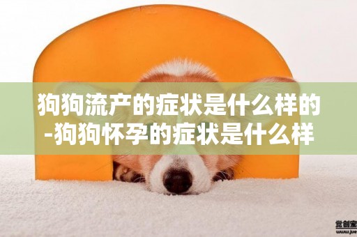 狗狗流產的癥狀是什么樣的-狗狗懷孕的癥狀是什么樣的