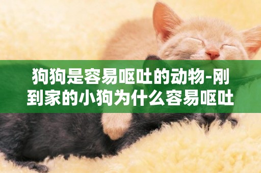 狗狗是容易嘔吐的動物-剛到家的小狗為什么容易嘔吐拉肚子