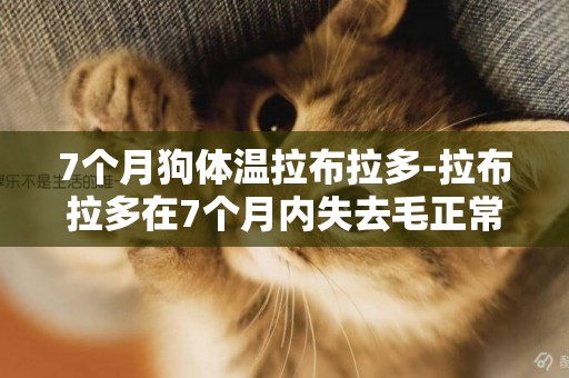 7個月狗體溫拉布拉多-拉布拉多在7個月內失去毛正常嗎