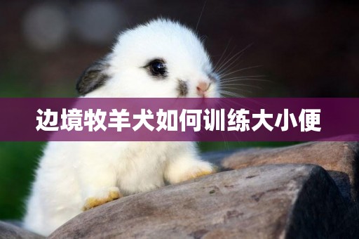邊境牧羊犬如何訓練大小便