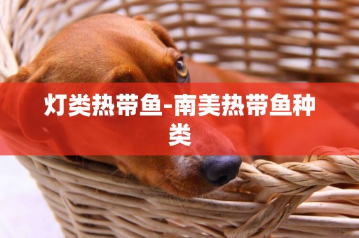 燈類熱帶魚-南美熱帶魚種類