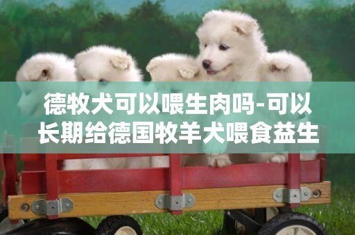 德牧犬可以喂生肉嗎-可以長期給德國牧羊犬喂食益生菌嗎