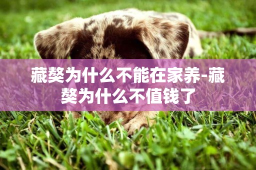 藏獒為什么不能在家養-藏獒為什么不值錢了