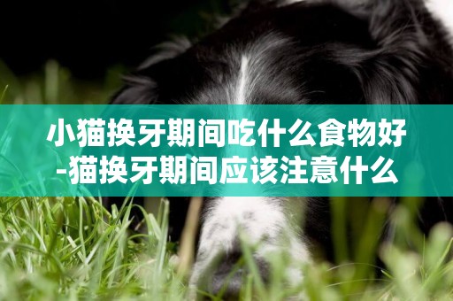 小貓換牙期間吃什么食物好-貓換牙期間應該注意什么