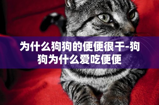 為什么狗狗的便便很干-狗狗為什么愛吃便便