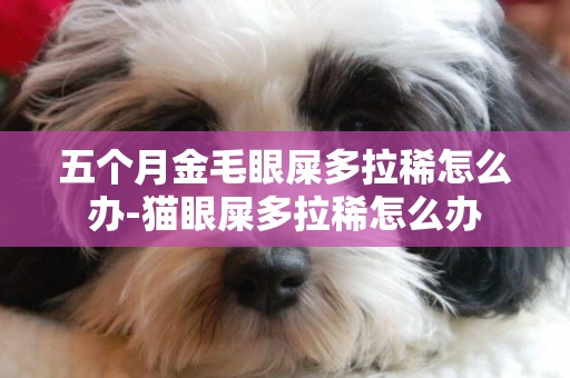 五個月金毛眼屎多拉稀怎么辦-貓眼屎多拉稀怎么辦