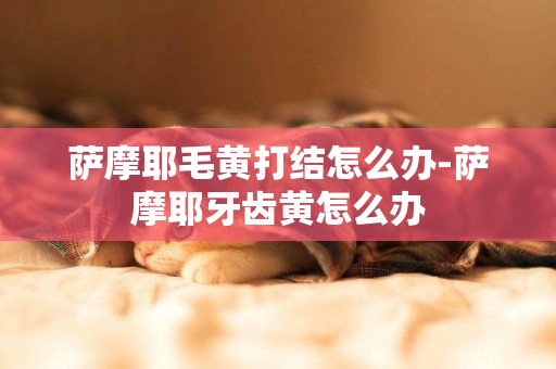 薩摩耶毛黃打結怎么辦-薩摩耶牙齒黃怎么辦