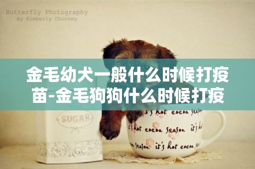 金毛幼犬一般什么時候打疫苗-金毛狗狗什么時候打疫苗