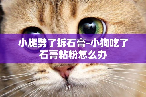 小腿劈了拆石膏-小狗吃了石膏粘粉怎么辦