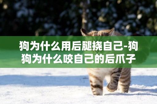 狗為什么用后腿撓自己-狗狗為什么咬自己的后爪子