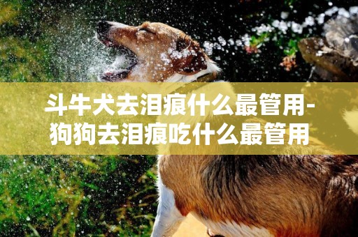斗牛犬去淚痕什么最管用-狗狗去淚痕吃什么最管用