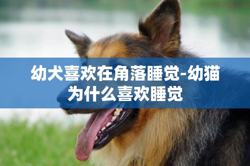 幼犬喜歡在角落睡覺-幼貓為什么喜歡睡覺