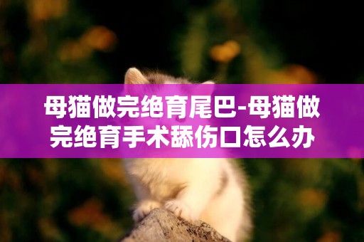母貓做完絕育尾巴-母貓做完絕育手術舔傷口怎么辦