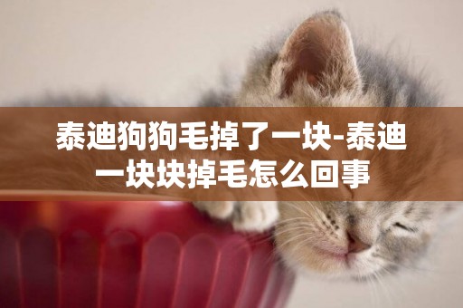 泰迪狗狗毛掉了一塊-泰迪一塊塊掉毛怎么回事