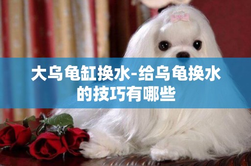 大烏龜缸換水-給烏龜換水的技巧有哪些