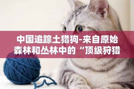 中國追蹤土獵狗-來自原始森林和叢林中的“頂級狩獵者”的狗陪伴著雪原近千年