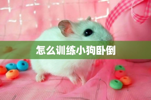 怎么訓練小狗臥倒