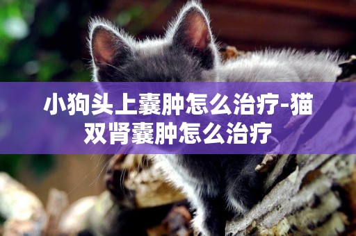 小狗頭上囊腫怎么治療-貓雙腎囊腫怎么治療