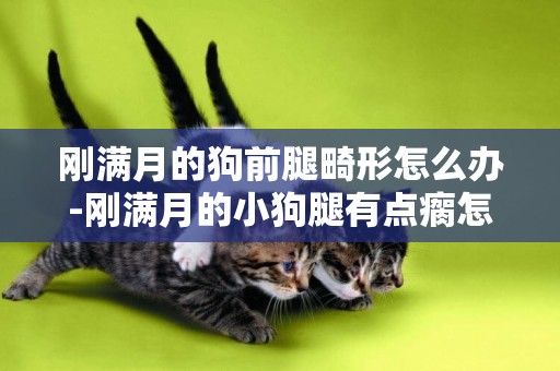 剛滿月的狗前腿畸形怎么辦-剛滿月的小狗腿有點瘸怎么辦