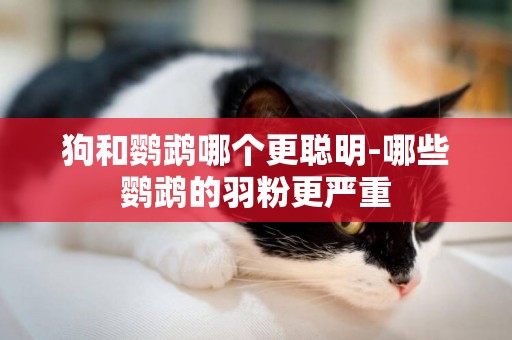 狗和鸚鵡哪個更聰明-哪些鸚鵡的羽粉更嚴重