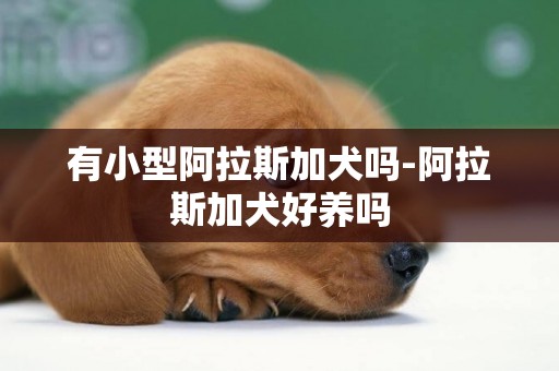 有小型阿拉斯加犬嗎-阿拉斯加犬好養嗎