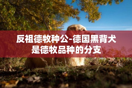 反祖德牧種公-德國黑背犬是德牧品種的分支