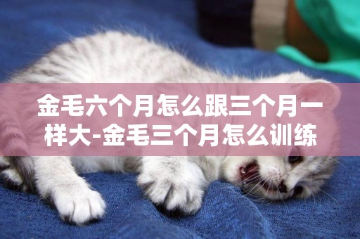 金毛六個月怎么跟三個月一樣大-金毛三個月怎么訓練