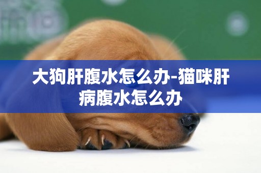 大狗肝腹水怎么辦-貓咪肝病腹水怎么辦