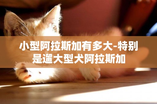 小型阿拉斯加有多大-特別是遛大型犬阿拉斯加