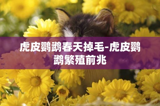 虎皮鸚鵡春天掉毛-虎皮鸚鵡繁殖前兆