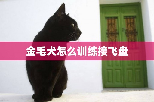 金毛犬怎么訓練接飛盤