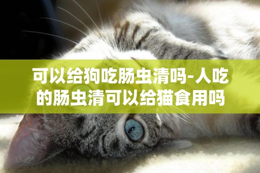 可以給狗吃腸蟲清嗎-人吃的腸蟲清可以給貓食用嗎