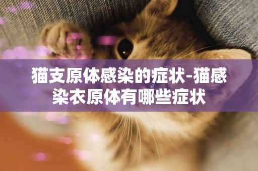 貓支原體感染的癥狀-貓感染衣原體有哪些癥狀