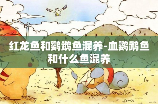 紅龍魚和鸚鵡魚混養-血鸚鵡魚和什么魚混養