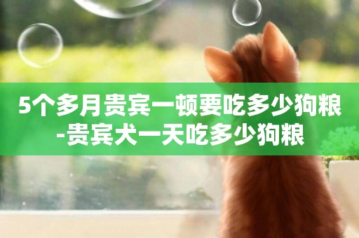 5個多月貴賓一頓要吃多少狗糧-貴賓犬一天吃多少狗糧