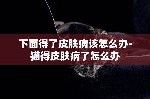 下面得了皮膚病該怎么辦-貓得皮膚病了怎么辦