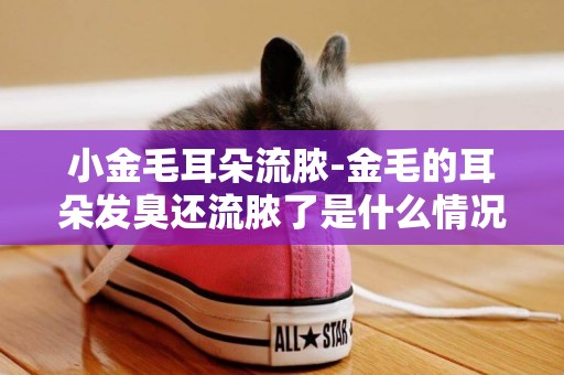 小金毛耳朵流膿-金毛的耳朵發臭還流膿了是什么情況