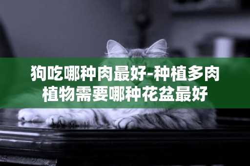 狗吃哪種肉最好-種植多肉植物需要哪種花盆最好