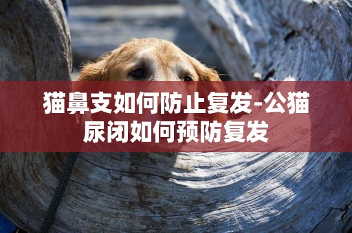 貓鼻支如何防止復發-公貓尿閉如何預防復發