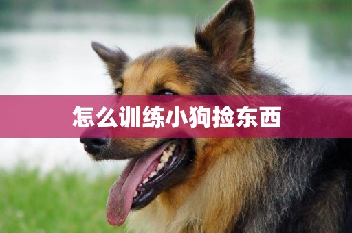 怎么訓練小狗撿東西