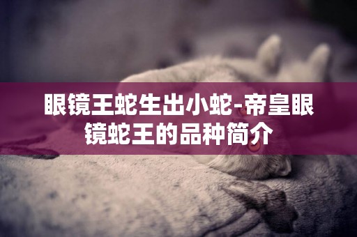 眼鏡王蛇生出小蛇-帝皇眼鏡蛇王的品種簡介